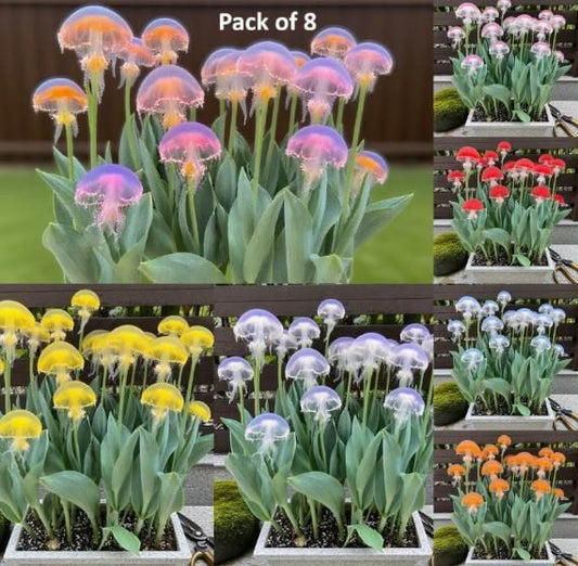 Rare Medusa Orchid with Plant Growth Supplement (Pack of 8)