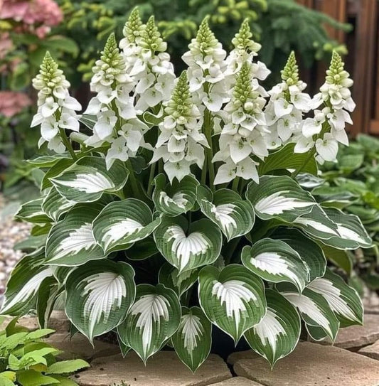 🌿 Premium Hosta Seeds (96g) + Free 100g Organic Pot Mix 🌱