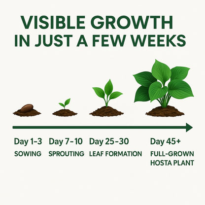 🌿 Premium Hosta Seeds (96g) + Free 100g Organic Pot Mix 🌱