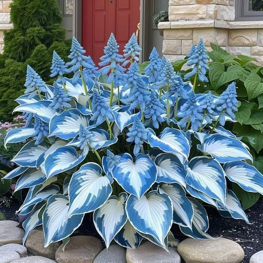 🌿 Premium Hosta Seeds (96g) + Free 100g Organic Pot Mix 🌱