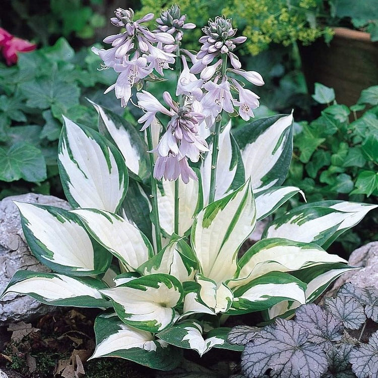 🌿 Premium Hosta Seeds (96g) + Free 100g Organic Pot Mix 🌱
