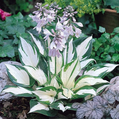 🌿 Premium Hosta Seeds (96g) + Free 100g Organic Pot Mix 🌱